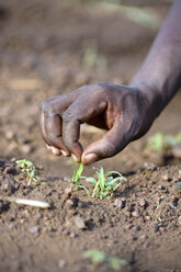 Burkina Faso, Zambele, Hand mit Sorghum-Pflanze - FLKF00805