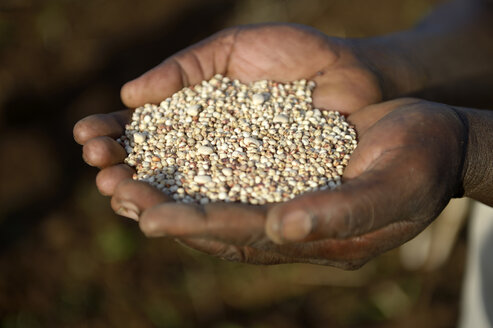 Burkina Faso, Zambele, hands holding sorghum grains and beans - FLKF00806