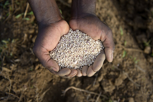 Burkina Faso, Tinkoaguelga, hands holding sorghum grains and beans - FLKF00807