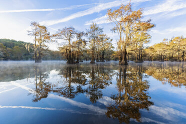 USA, Texas, Louisiana, Caddo Lake, Benton Lake, Sumpfzypressenwald - FOF09245