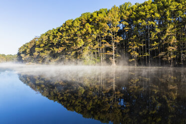 USA, Texas, Louisiana, Caddo Lake, Big Cypress Bayou, bald cypress forest - FOF09247