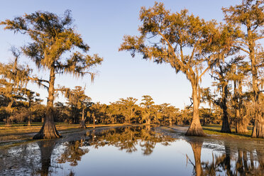 USA, Texas, Louisiana, Caddo Lake, Sumpfzypressenwald - FOF09251