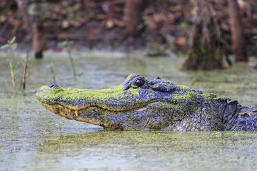 USA, Texas, Needville, Brazos River, Brazos Bend State Park, Amerikanischer Alligator - FOF09255