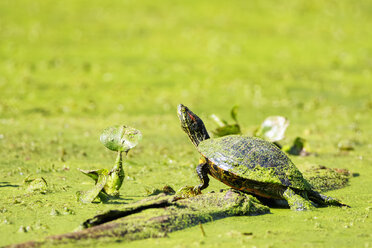 USA, Texas, Needville, Brazos River, Brazos Bend State Park, Rotwangengleiter - FOF09256