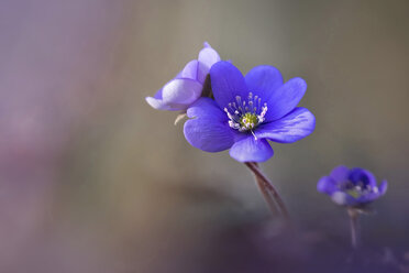 Leberblümchen Blumen - BSTF00106