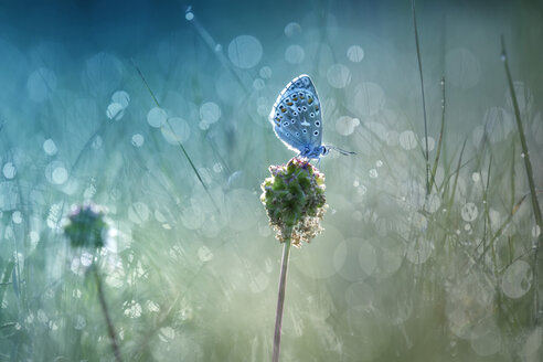 Common blue on blossom bud at backlight - BSTF00107