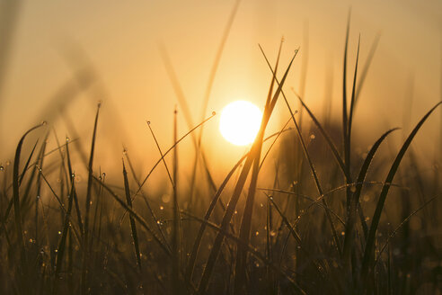 Blades of grass with morning dew at sunrise - BSTF00108