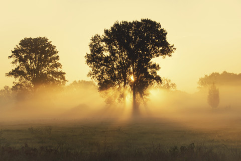 Trees on a meadow with early morning haze at sunrise stock photo