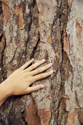Hand touching bark, close-up - SRYF00455