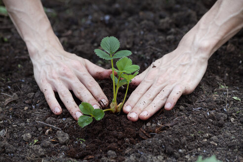 Hand planting strawberry plant in garden soil - NDF00640