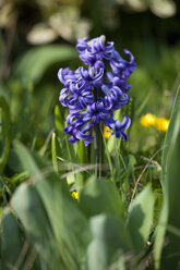 Violette Hyazinthe in einem Garten - NDF00642