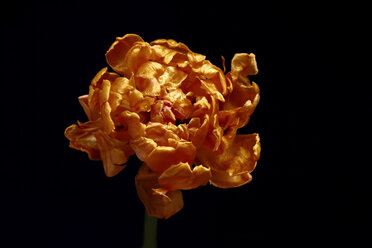 Verwelkte Tulpe vor schwarzem Hintergrund - JTF00808