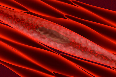 Non-striated Myocytes, non-skeletal, smooth Muscle cells building muscle tissue, 3D Rendering - SPCF00149