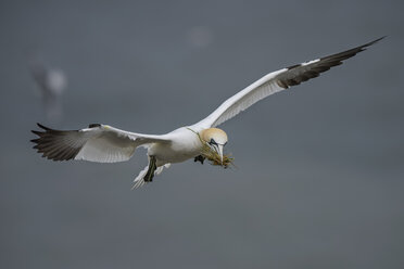 Flying northern gannet with grass in beak - MJOF01364