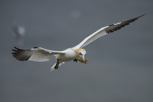 Fliegender Basstölpel mit Gras im Schnabel - MJOF01364