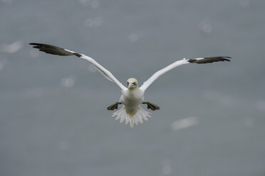 Flying northern gannet - MJOF01365