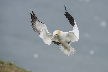 Fliegender Basstölpel mit Gras im Schnabel - MJOF01366