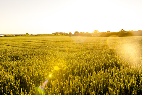 Weizenfeld im Sonnenlicht, lizenzfreies Stockfoto