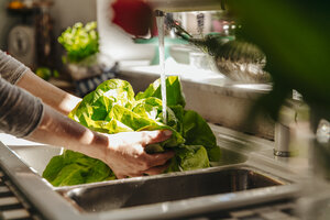 Washing lettuce in kitchen - JOSF00805