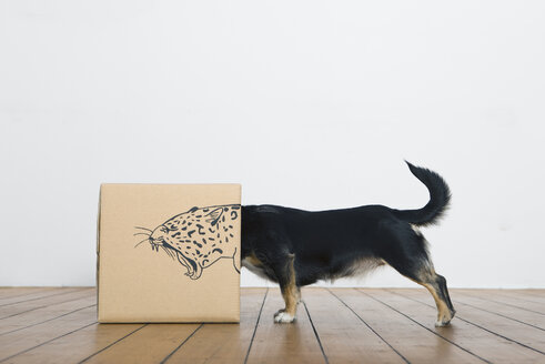Roaring dog inside a cardboard box painted with a leopard - PSTF00026