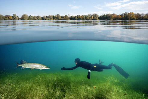 Taucher und nördlicher Hecht in einem See - GNF01378