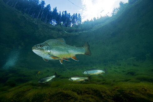 Austria, Styria, char and rainbow trouts in Lake Grueblsee - GNF01382