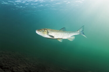 Austria, Styria, chub in Lake Grundlsee - GNF01383