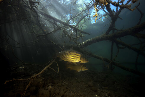 Österreich, Kärnten, Karpfen in Weissensee - GNF01384