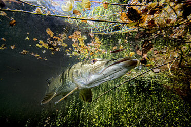 Deutschland, Bayern, nördlicher Hecht im Echinger Weiher - GNF01385