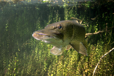 Germany, Bavaria, northern pike in Echinger Weiher - GNF01387