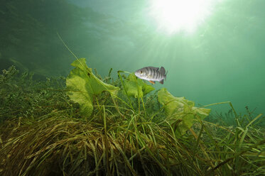 Austria, Upper Austria, European perch in Attersee - GNF01389