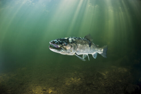 Switzerland, Lake Neuchatel, ill huchen in Areuse river - GNF01393