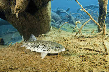 Austria, Tyrol, brown trout in Blindsee - GNF01395