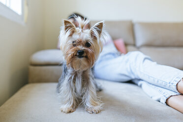 Porträt eines Yorkshire Terriers, der zu Hause auf der Couch sitzt - KIJF01479