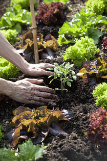 Männerhand pflanzt Tomatenpflanze in einem Beet - NDF00645