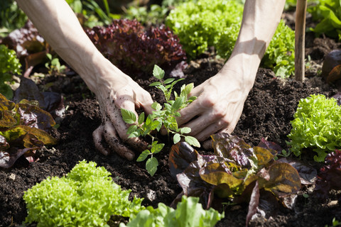 Männerhand pflanzt Tomatenpflanze in einem Beet, lizenzfreies Stockfoto