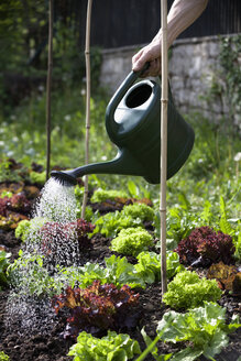 Man's hand watering heads of lettuce in garden - NDF00647