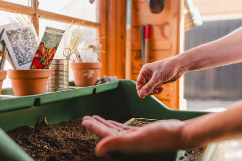 Planting and sowing seeds - NMSF00112