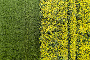 Germany, Bavaria, Aerial view of rape fields - MAEF12199