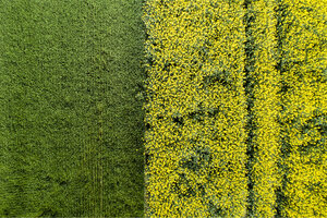 Germany, Bavaria, Aerial view of rape fields - MAEF12199
