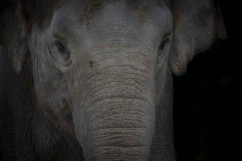 Portrait of Asian Elephant in front of black background stock photo