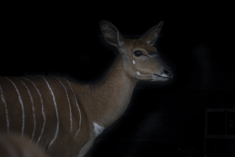 Porträt eines weiblichen Nyala vor schwarzem Hintergrund, lizenzfreies Stockfoto