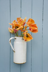Old milk can with orange tulips in front of wooden wall - GISF00286