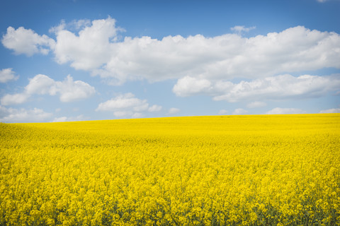 Blühendes Rapsfeld, lizenzfreies Stockfoto