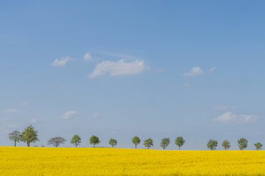 Baumreihe mit blühendem Rapsfeld im Vordergrund - KEBF00556