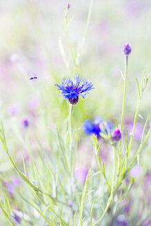 Flying bee and cornflower - CZF00285