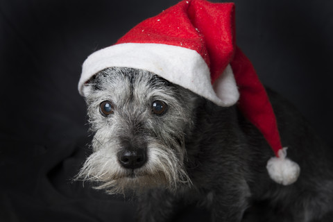 Porträt eines Schnauzers mit Weihnachtsmütze, lizenzfreies Stockfoto