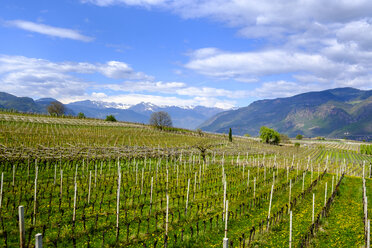 Italien, Südtirol, Ueberetsch, Girlan, Weinberge - LBF01607