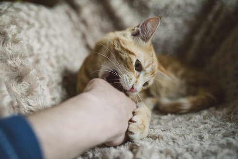 Getigerte Katze beißt Hand ihres Besitzers - RAEF01876