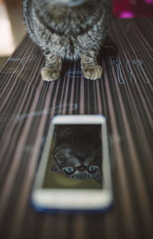 Spiegelbild einer Katze auf dem Display eines Smartphones, lizenzfreies Stockfoto